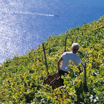 Typical vineyard in the Cinque Terre, Liguria