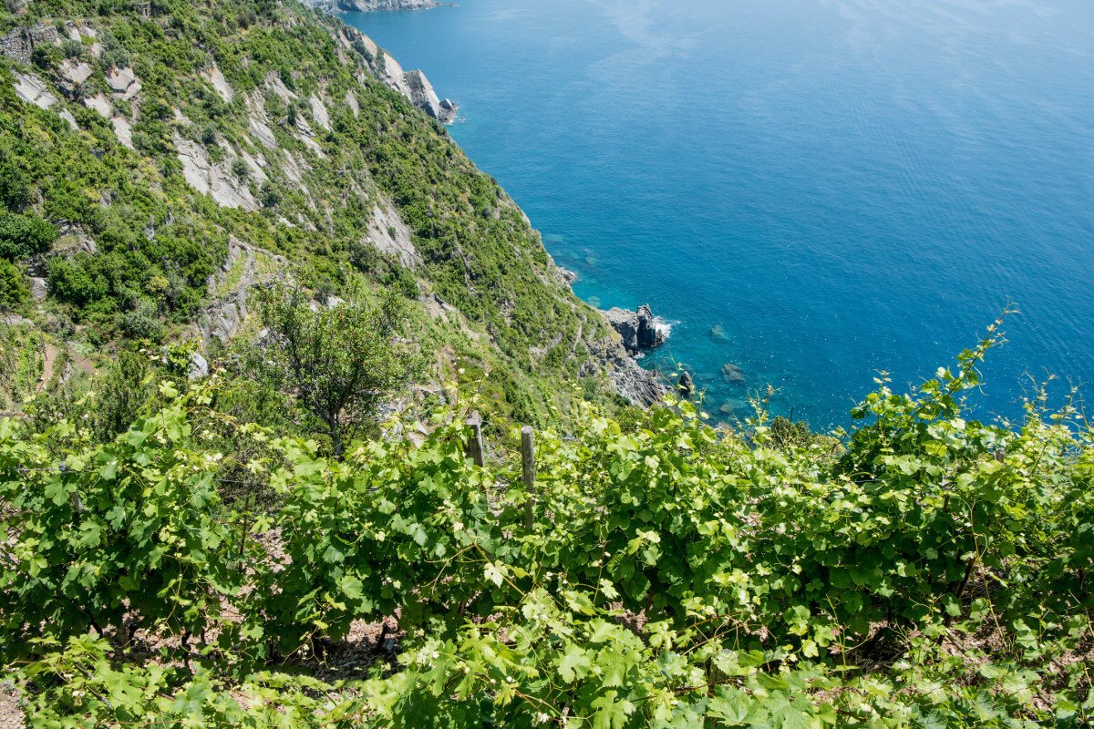 heroic vineyards cinque terre