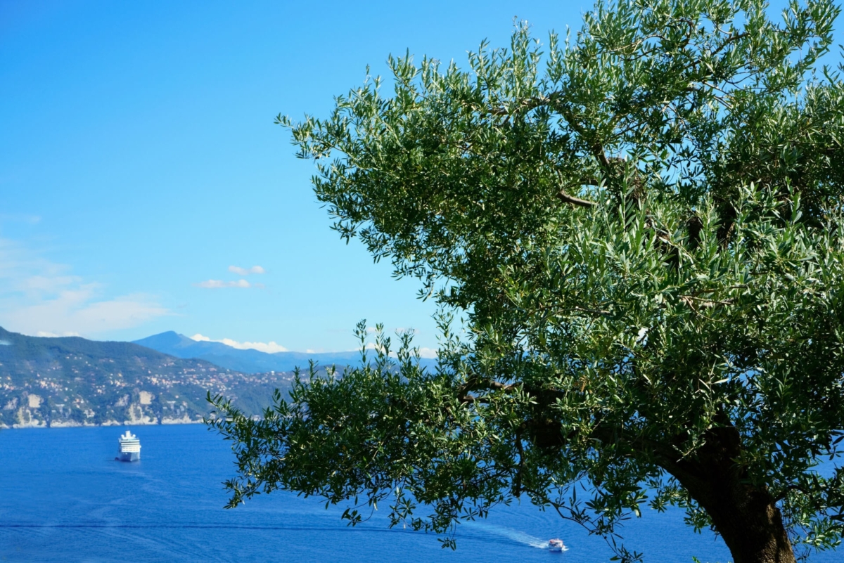 olive oil tours in portovenere liguria