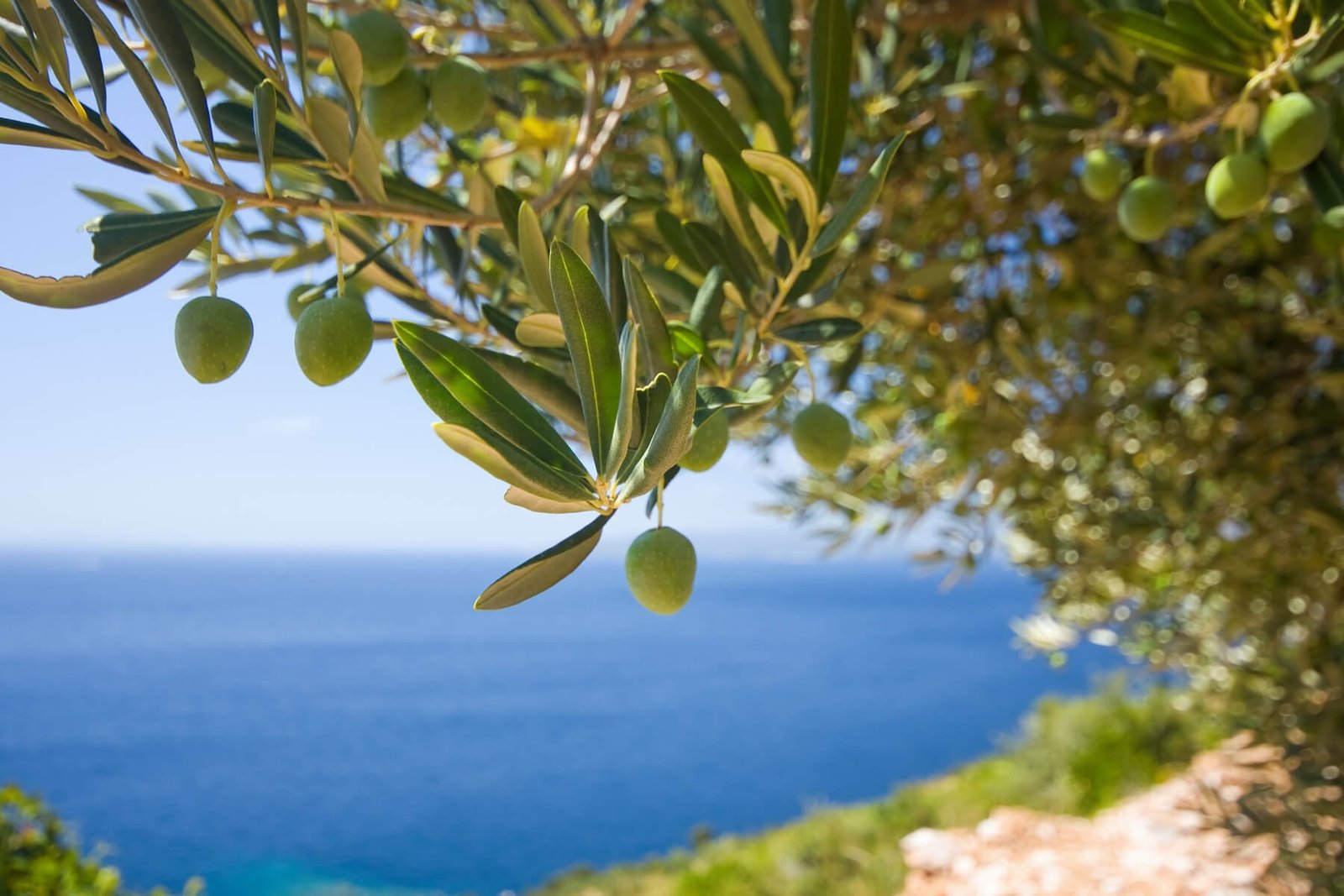 Olive Oil Tourism In Liguria Along The Path Of The Poets