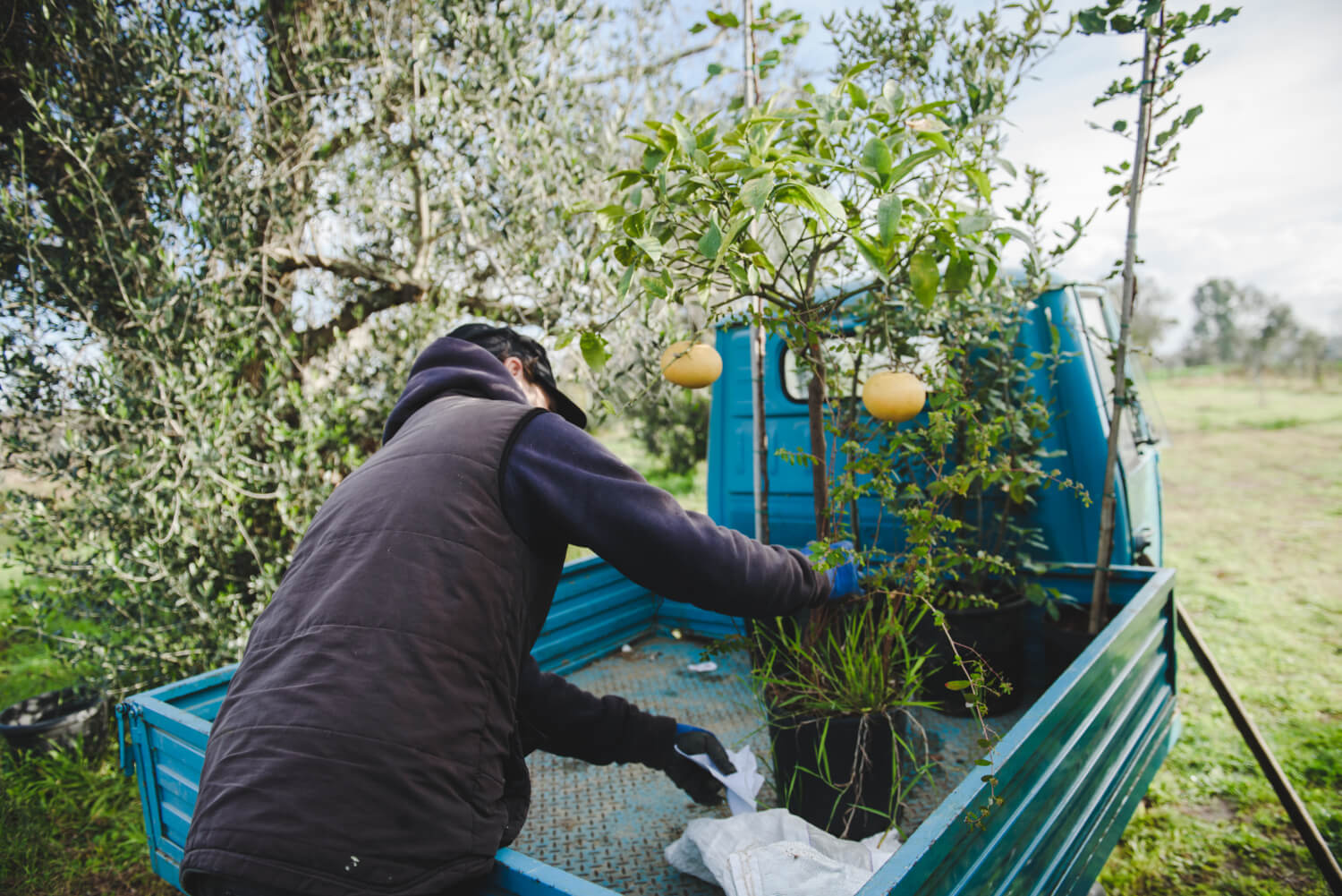 Responsible Reforestation in the Cinque Terre the Corniglia case