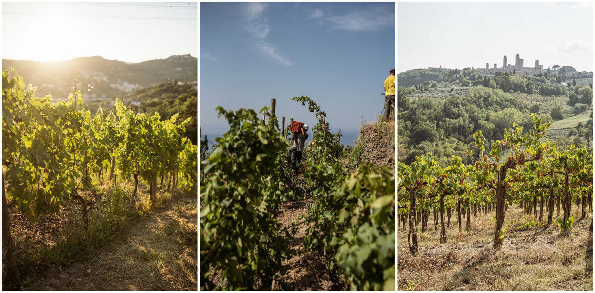 arrigoni's wine estates in colli di luni, cinque terre and san gimignano