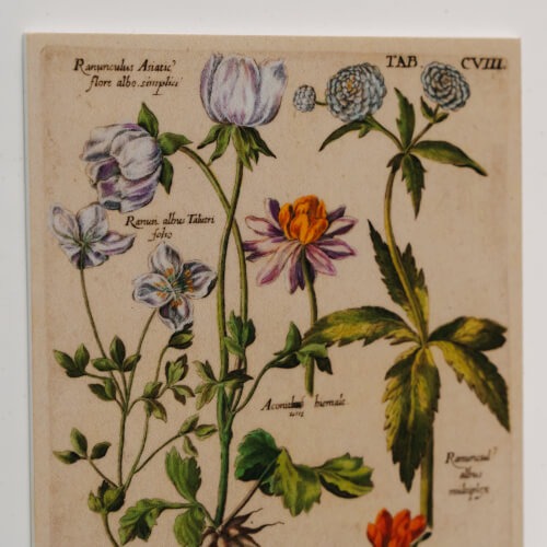 botanical cards