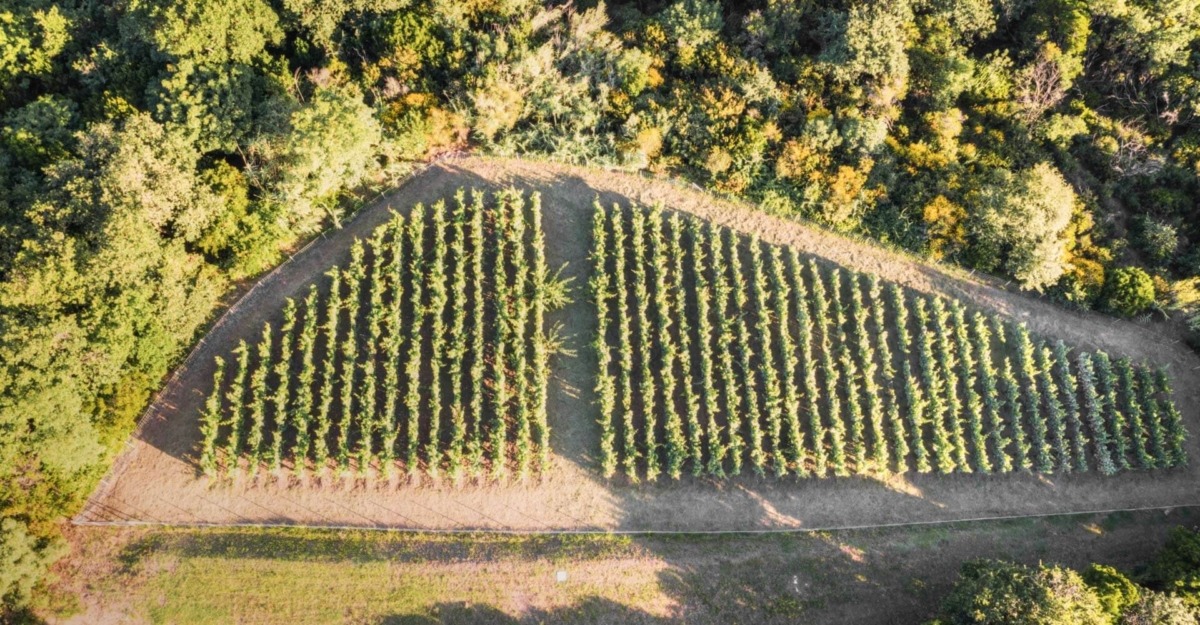 vineyards colli di luni 