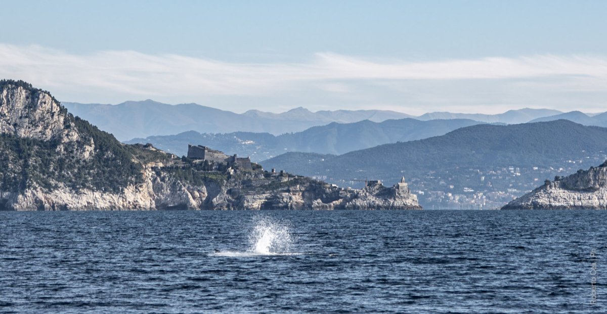 delfini a portovenere