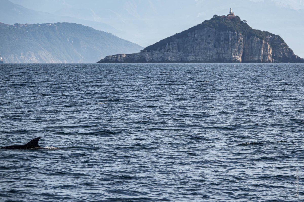 dolphins in portovenere