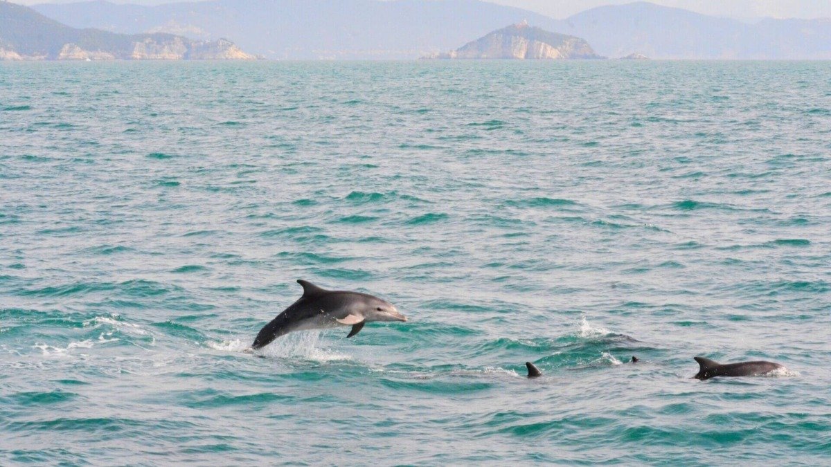 whale watching portovenere spezia