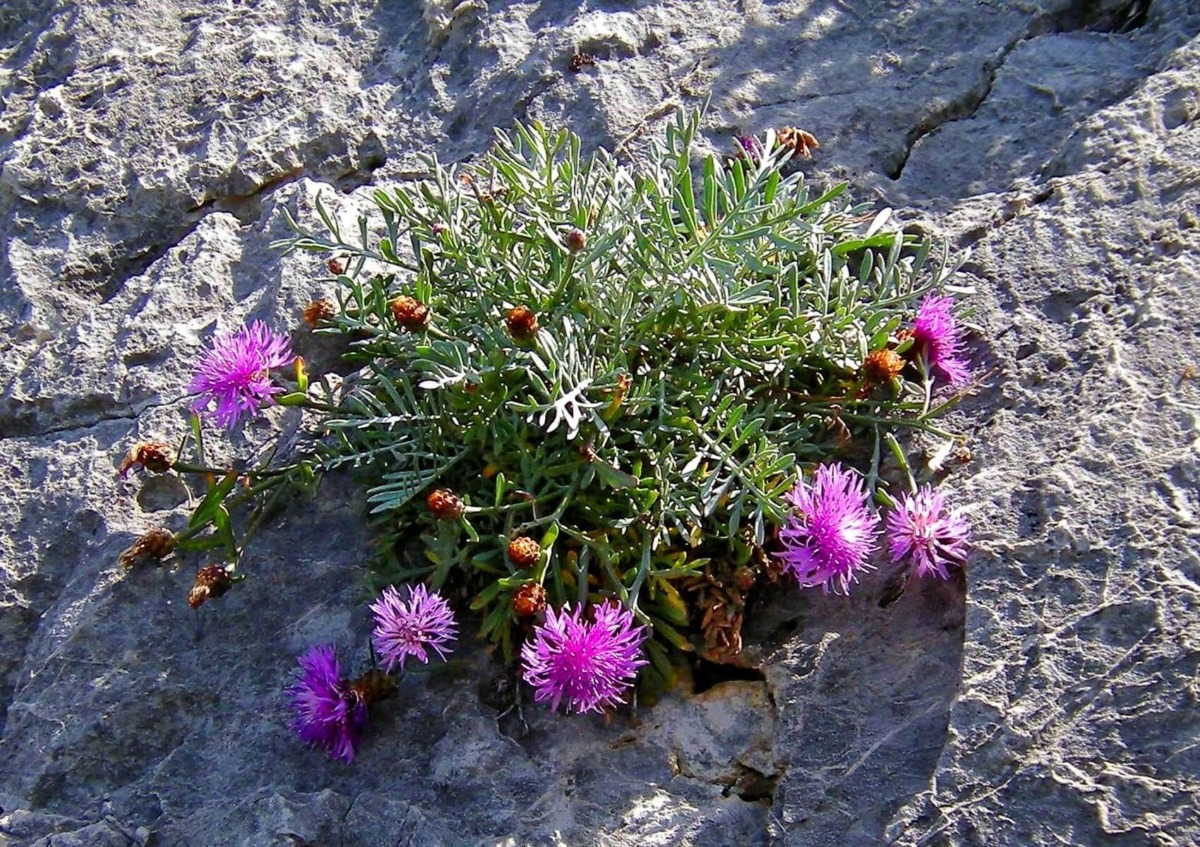 Fiordaliso di Porto Venere Centaurea veneris