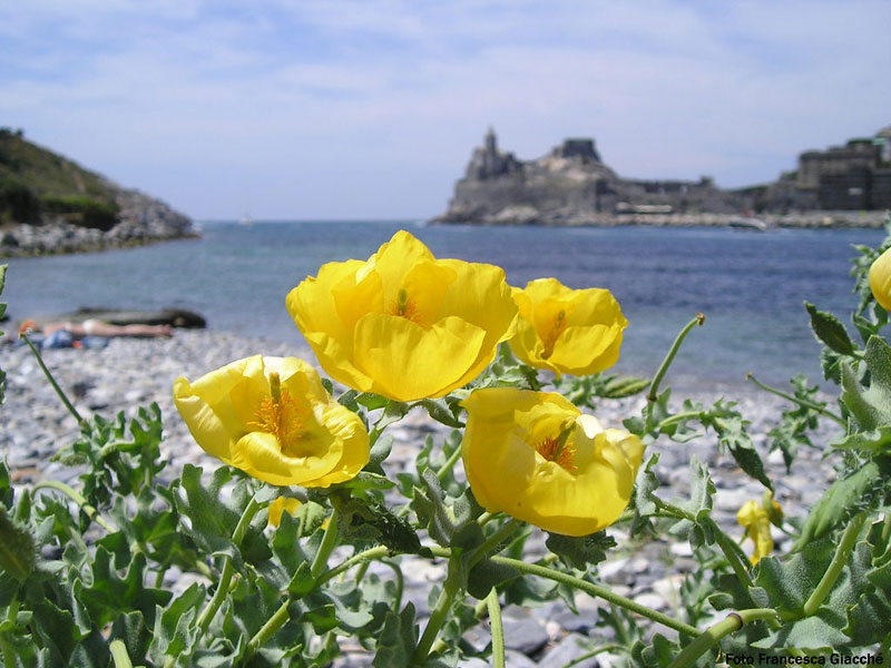 Glaucium flavum (yellow horned poppy) on Palmaria's Beach, with Portovenere in the distance - photo from parks.it