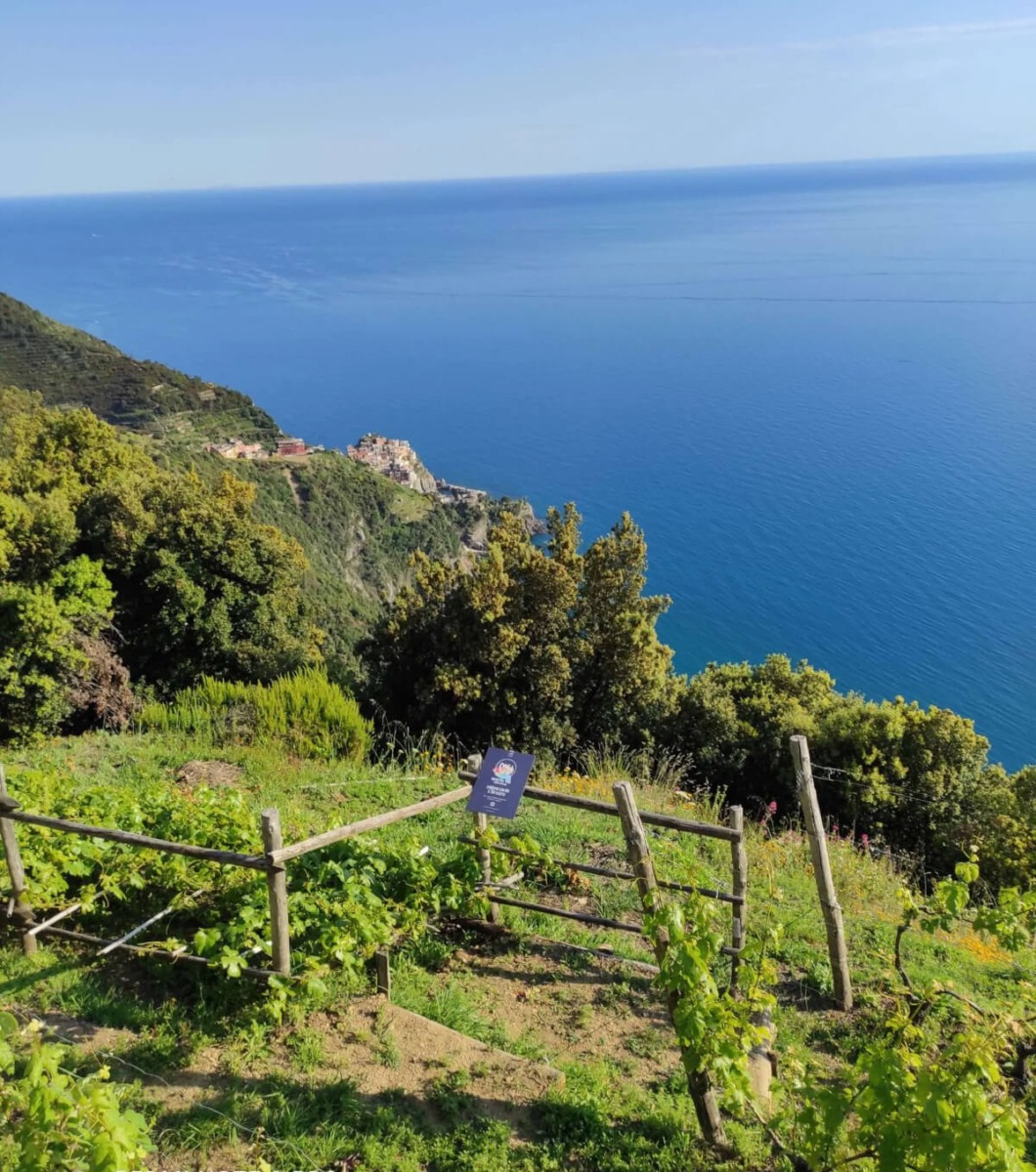 capellini winery near portovenere 